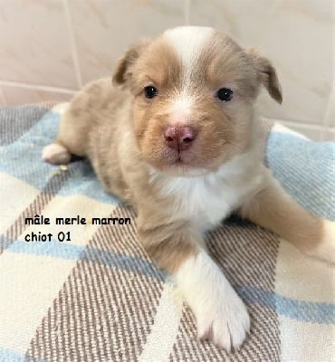 Les chiots de Berger Américain Miniature 