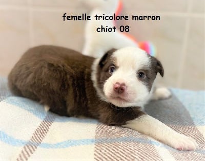 Les chiots de Berger Américain Miniature 