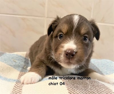 Les chiots de Berger Américain Miniature 