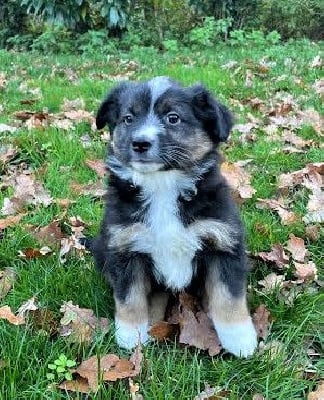 Les chiots de Berger Américain Miniature 