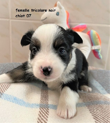 Les chiots de Berger Américain Miniature