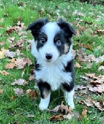 Les chiots de Berger Américain Miniature 