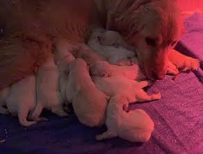 Golden Retriever - (Sans Affixe)