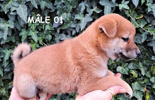 Shiba - (Sans Affixe)