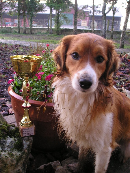 Haka des maoris cairnbraid - CACIB + 3éme du Group 8
