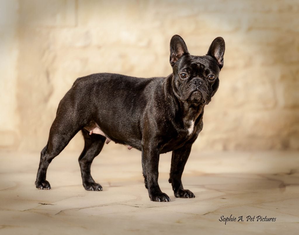 Psykée délice des boules aux mil facettes