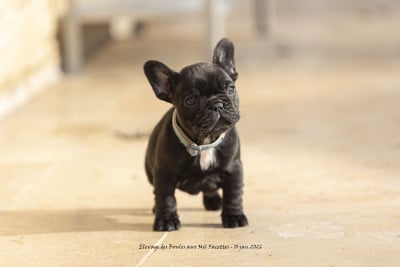 Les chiots de Bouledogue français