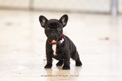 Les chiots de Bouledogue français