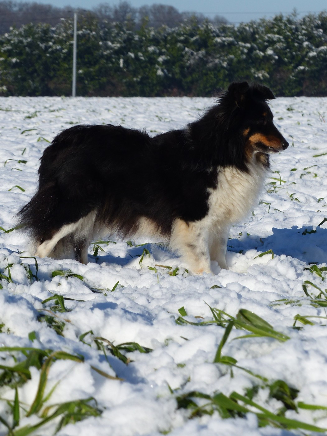 Publication : du Banc des Hermelles