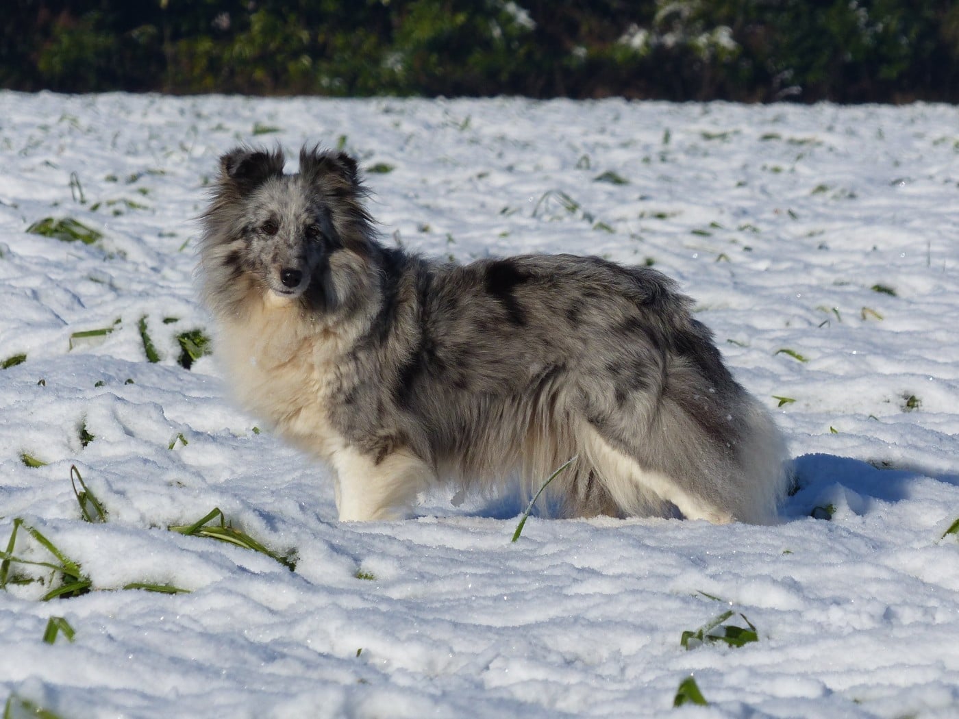 Publication : du Banc des Hermelles