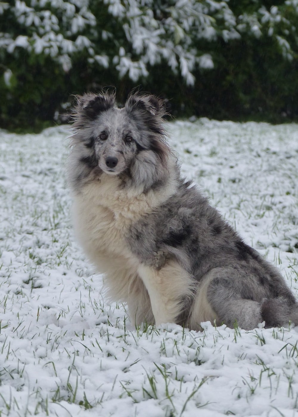 Publication : du Banc des Hermelles