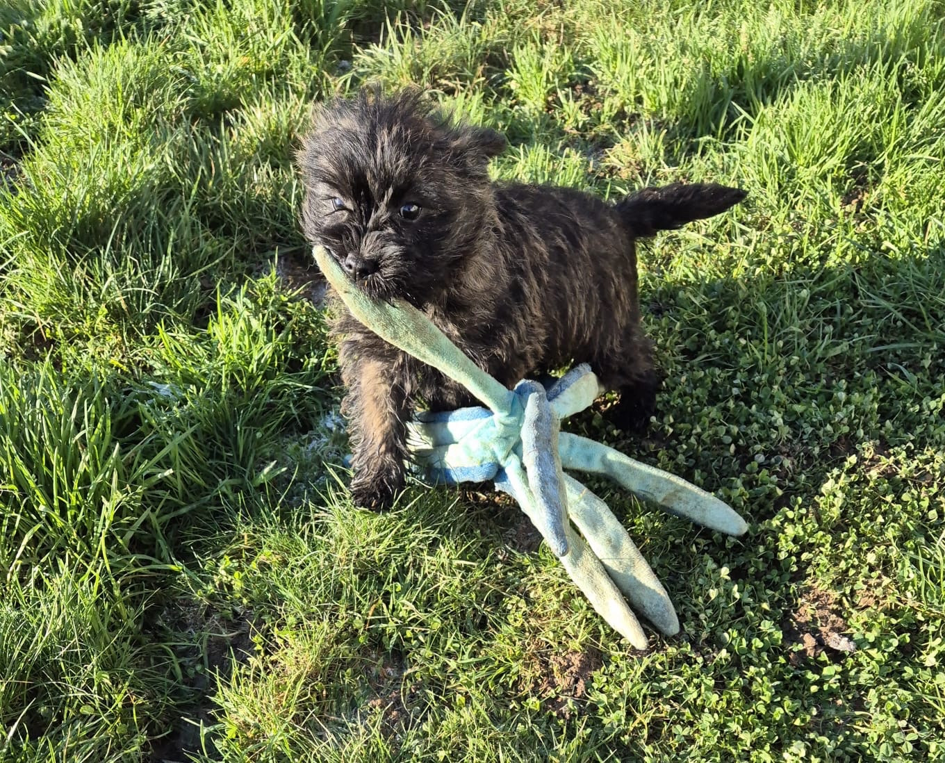 Cairn Terrier - du Banc des Hermelles