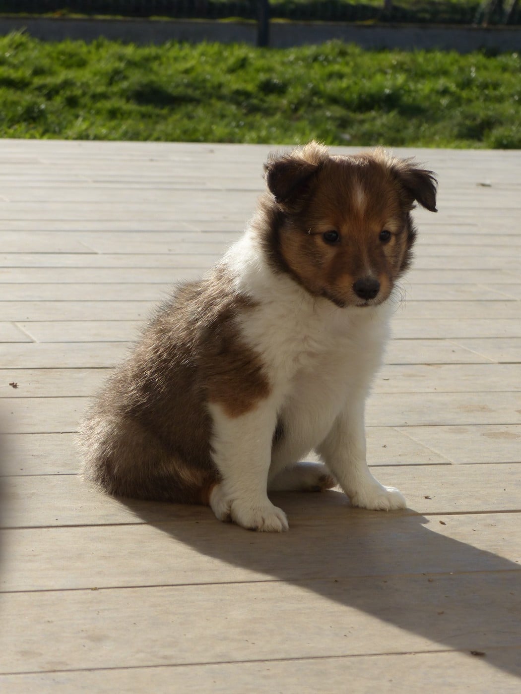 Shetland Sheepdog - du Banc des Hermelles