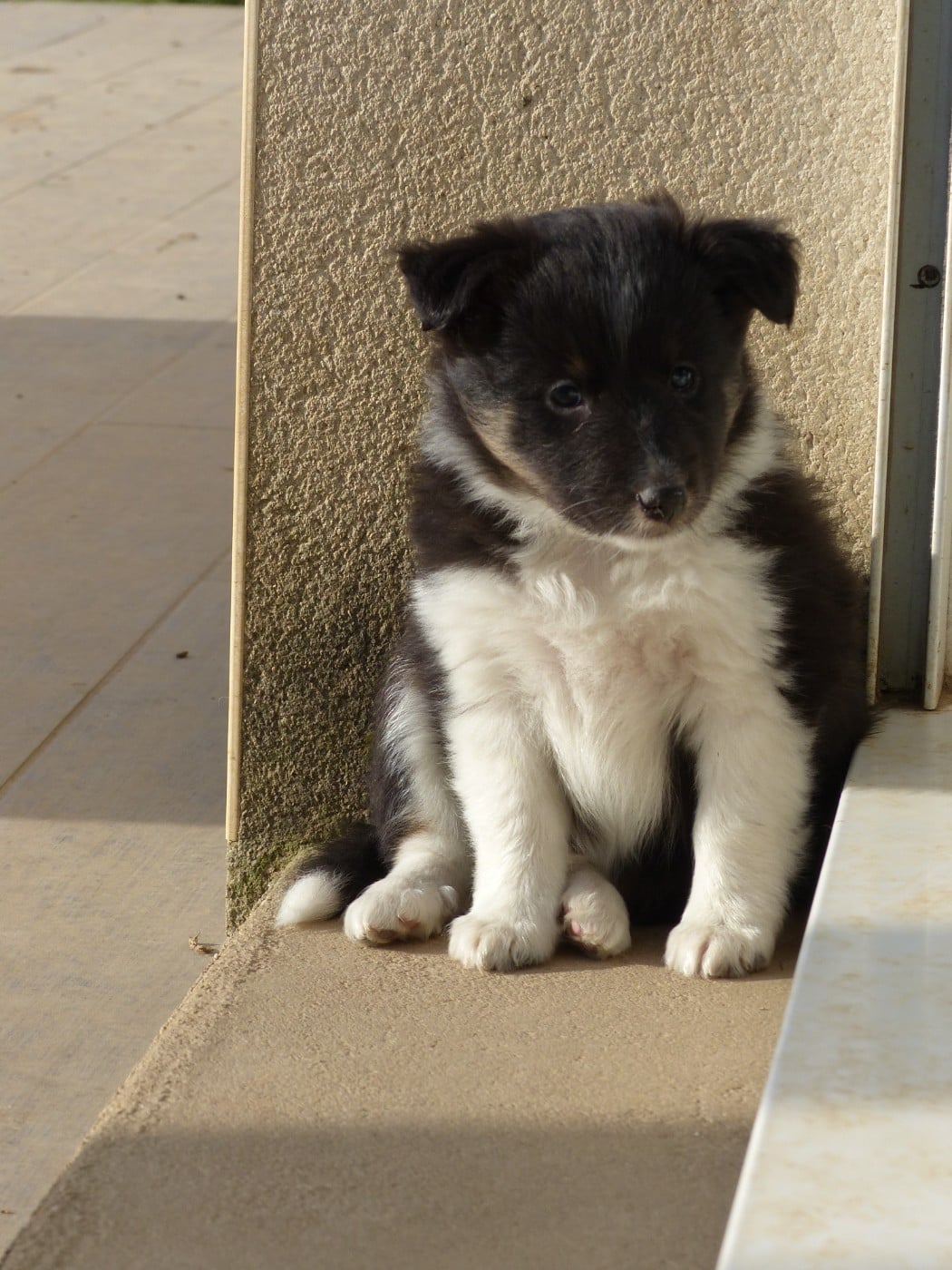 Shetland Sheepdog - du Banc des Hermelles