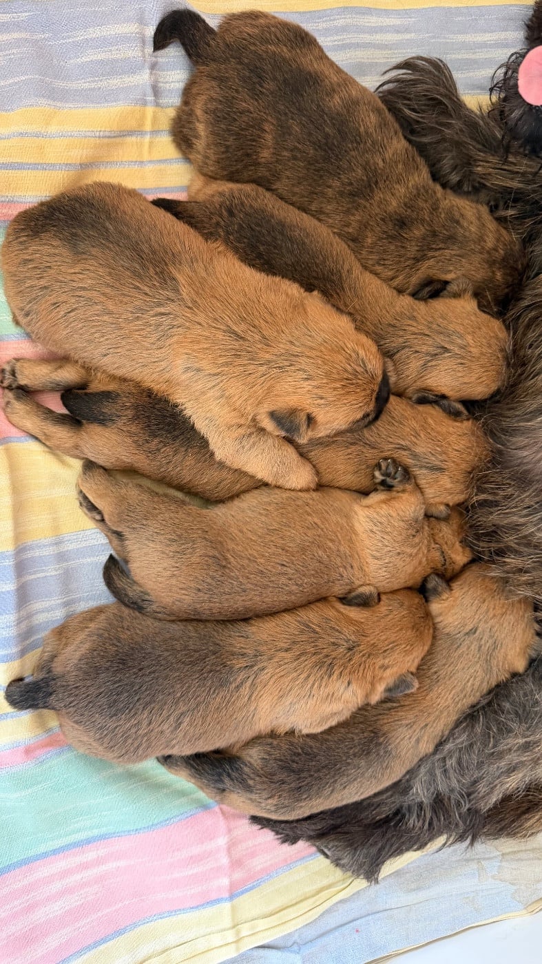 Cairn Terrier - du Banc des Hermelles