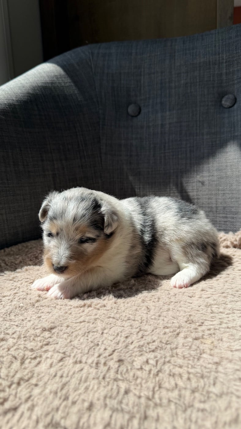 Shetland Sheepdog - du Banc des Hermelles