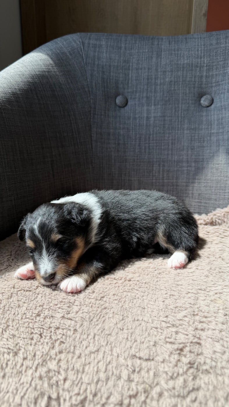 Shetland Sheepdog - du Banc des Hermelles