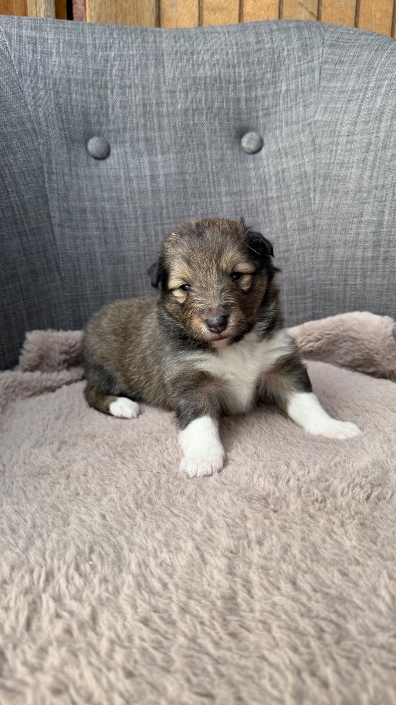 Shetland Sheepdog - du Banc des Hermelles