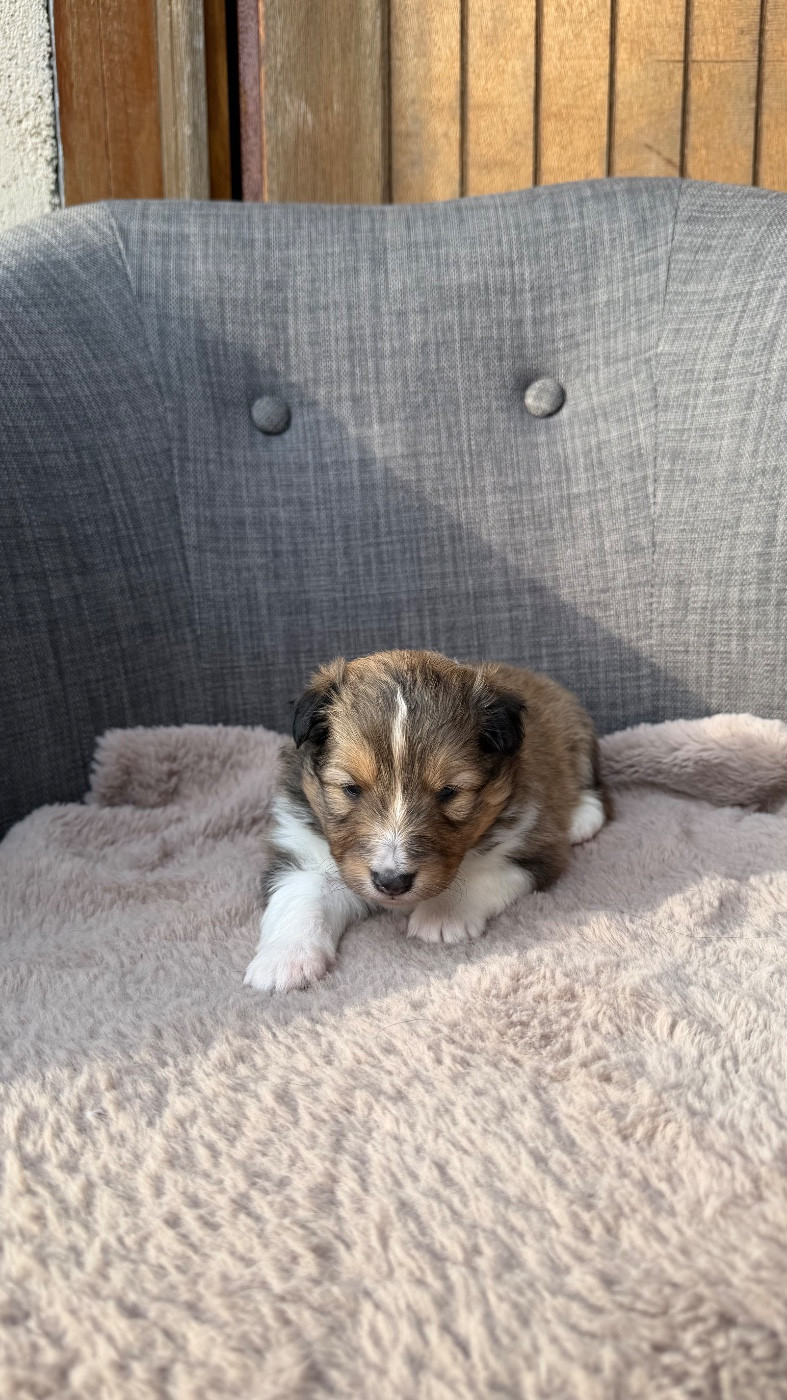 CHIOT 2