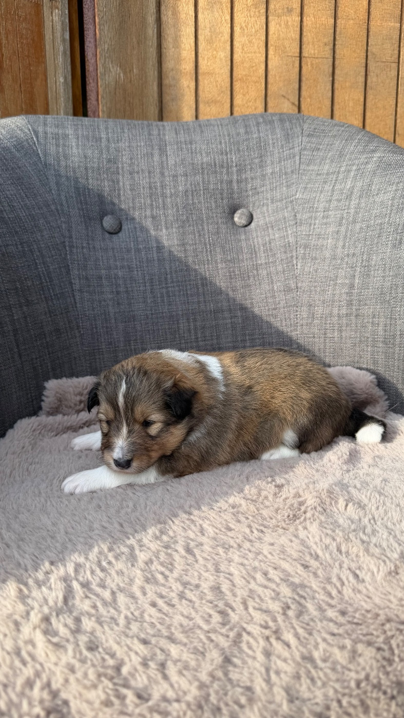CHIOT 2