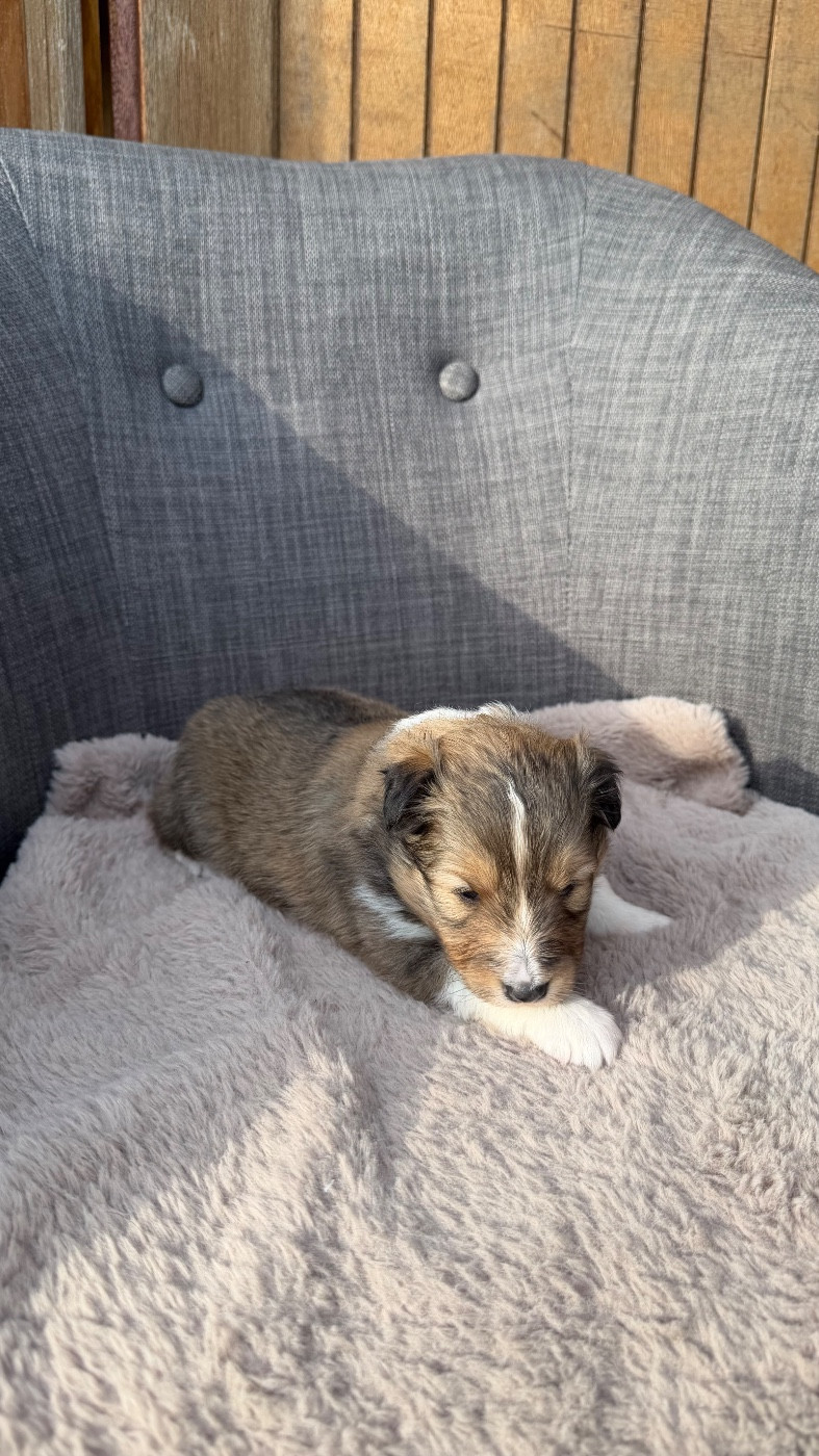 CHIOT 2
