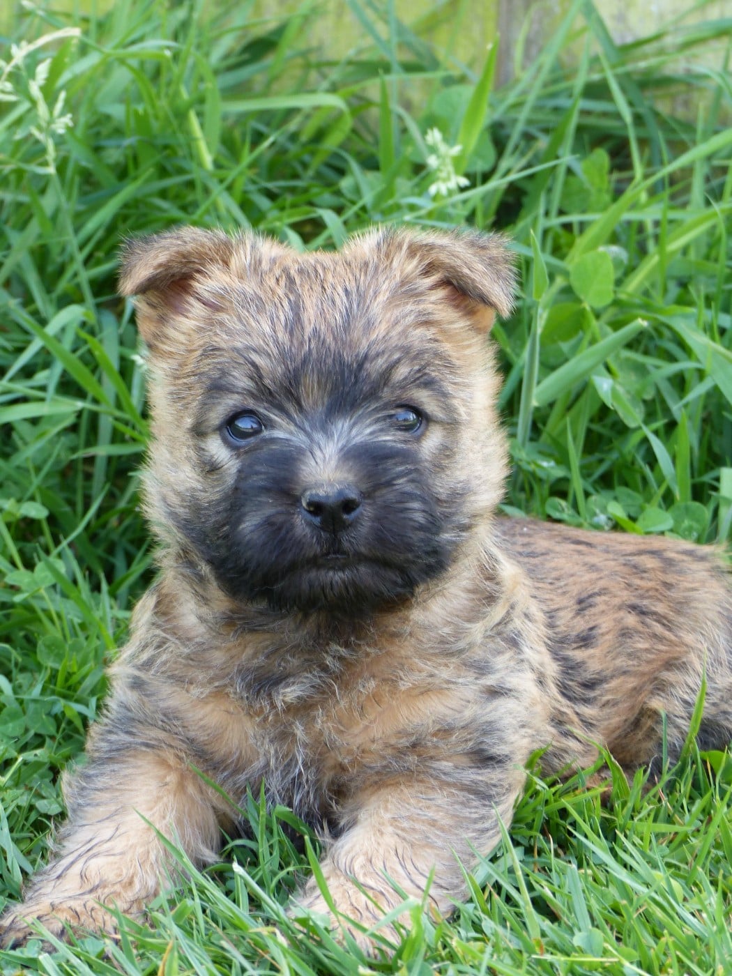 CHIOT 3