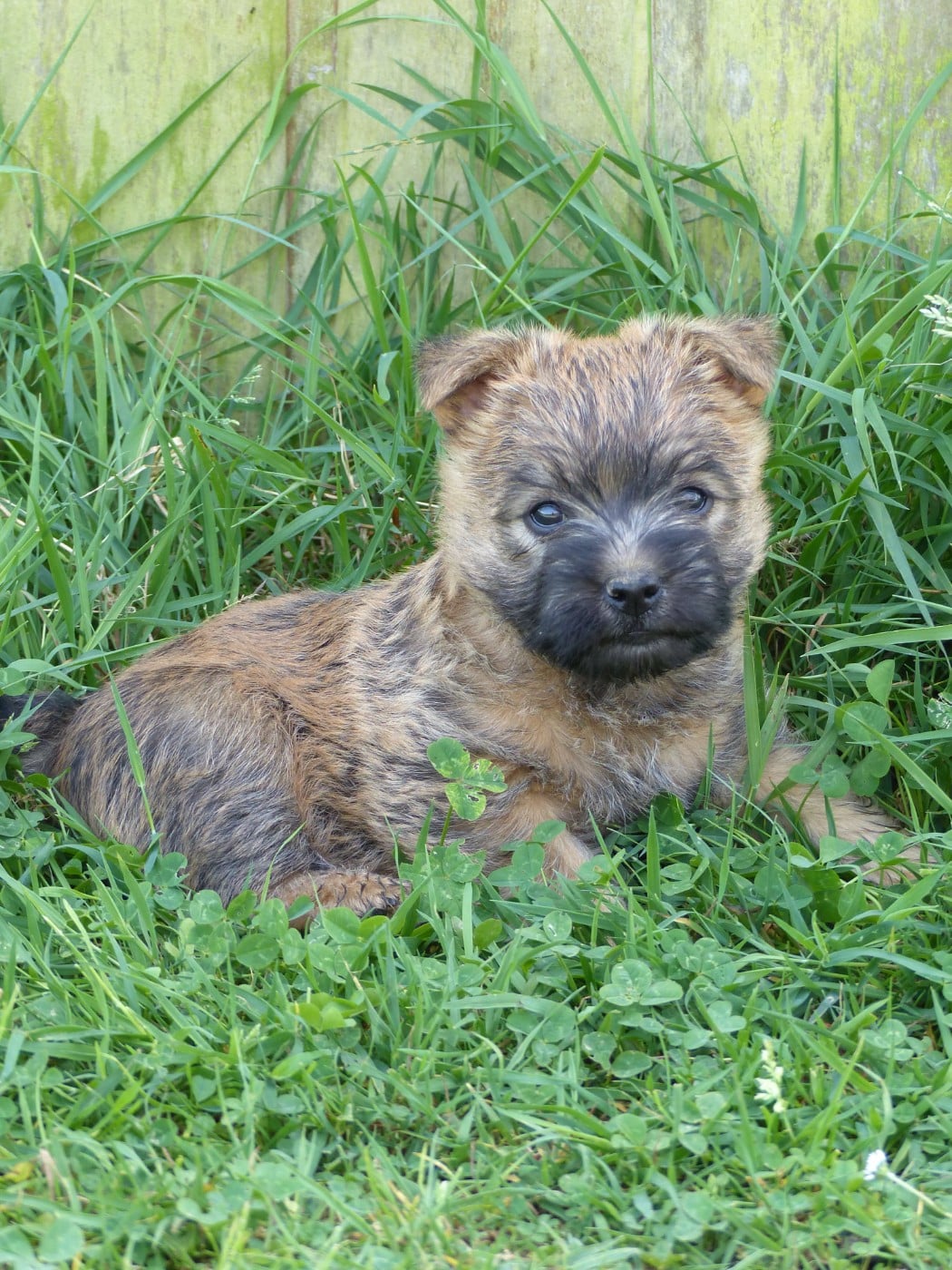 CHIOT 3