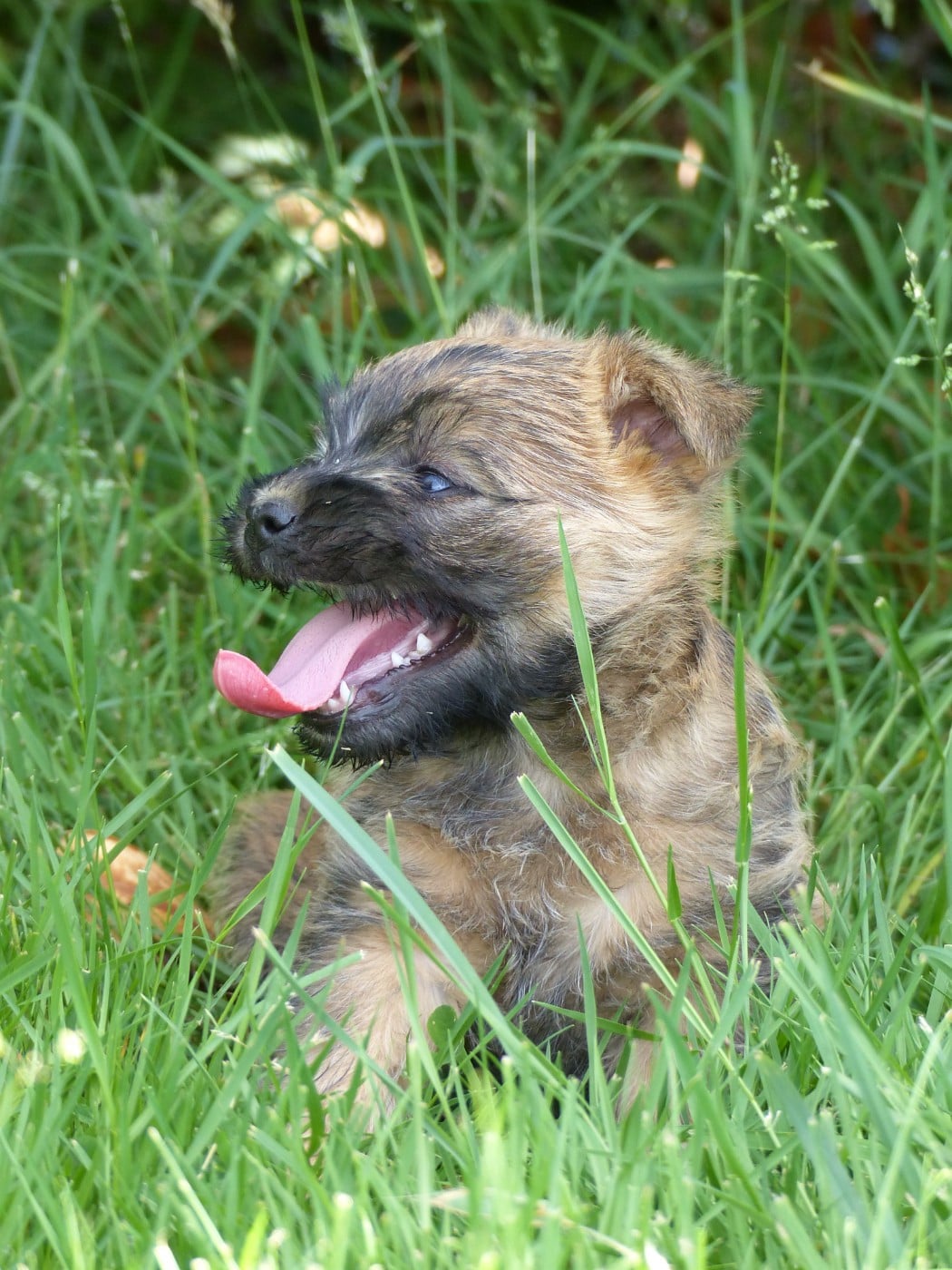 CHIOT 3