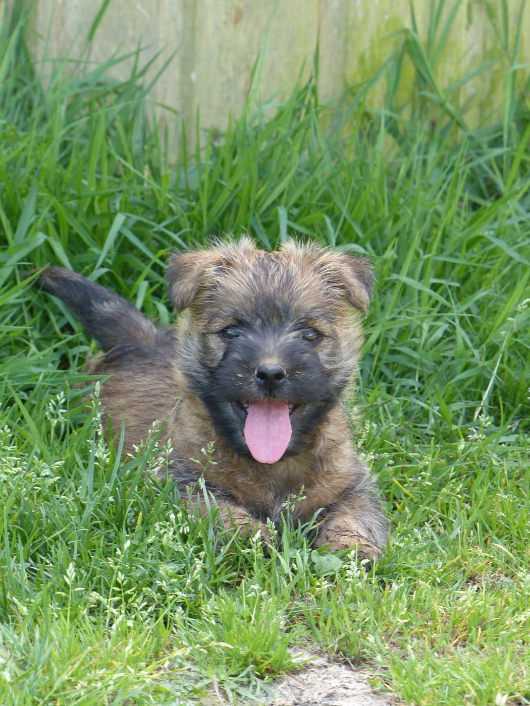 CHIOT 5