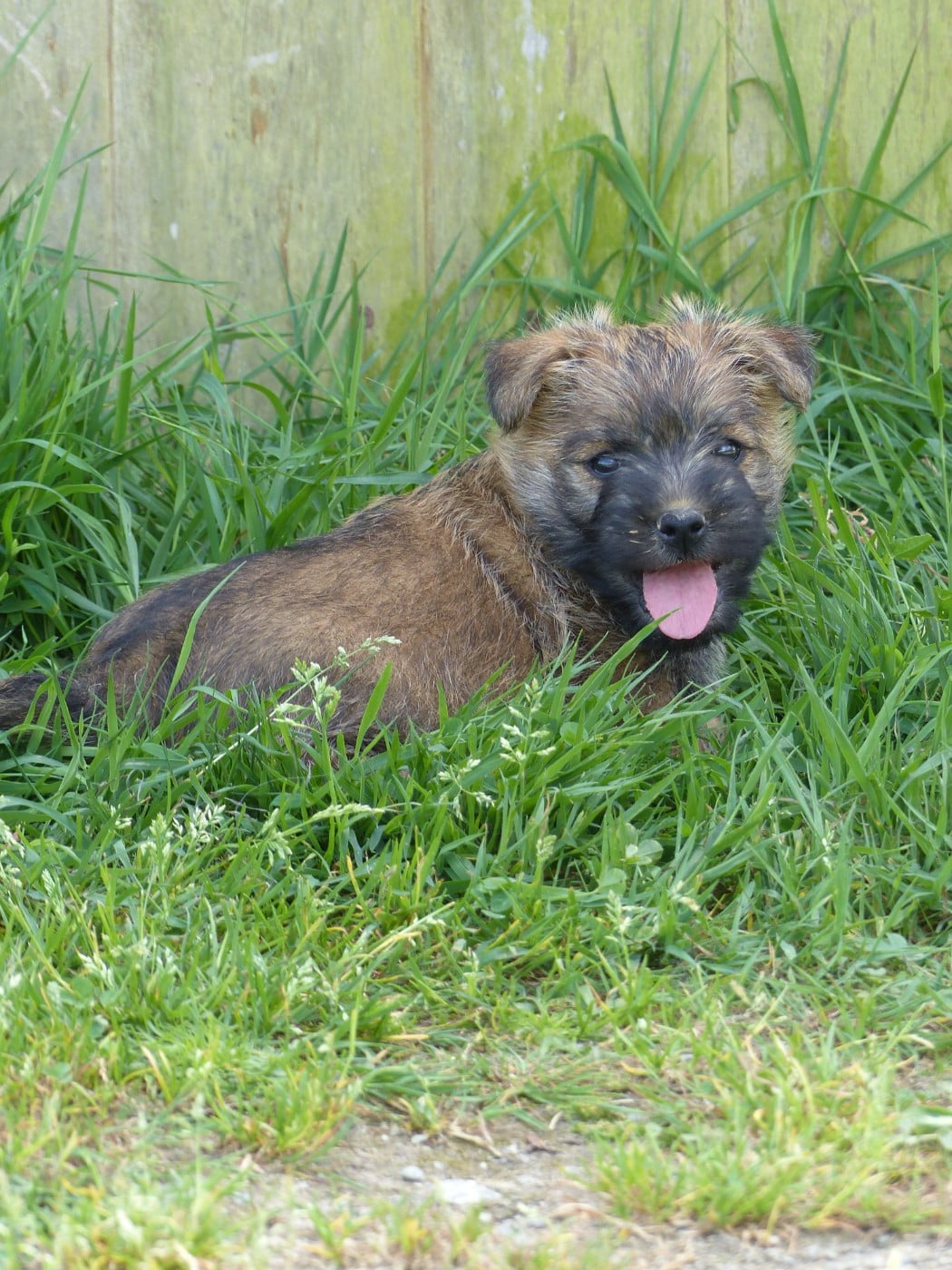 CHIOT 5