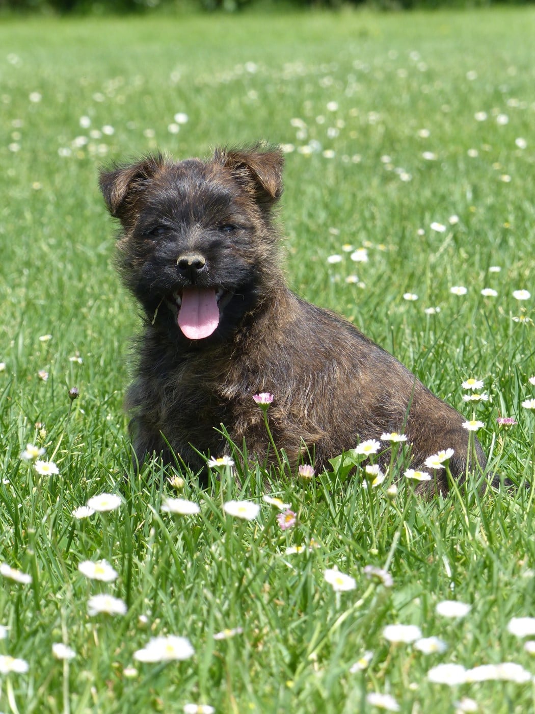 CHIOT 6