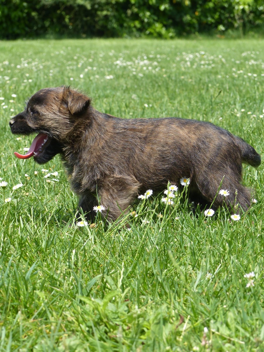 CHIOT 6