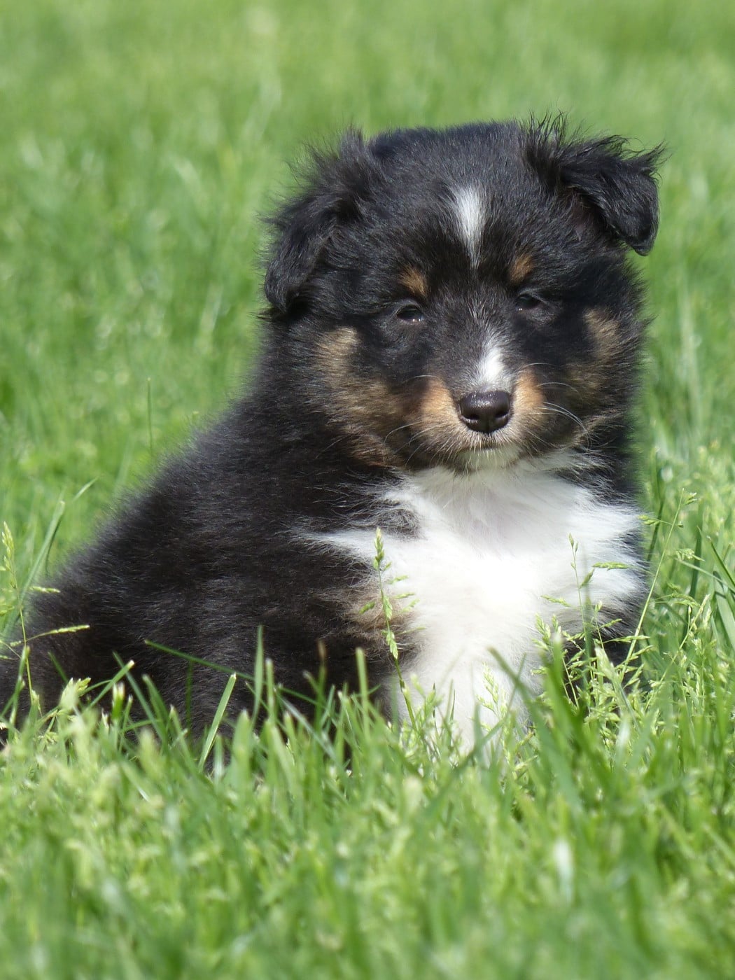 CHIOT 3