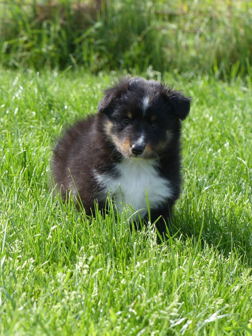 CHIOT 3