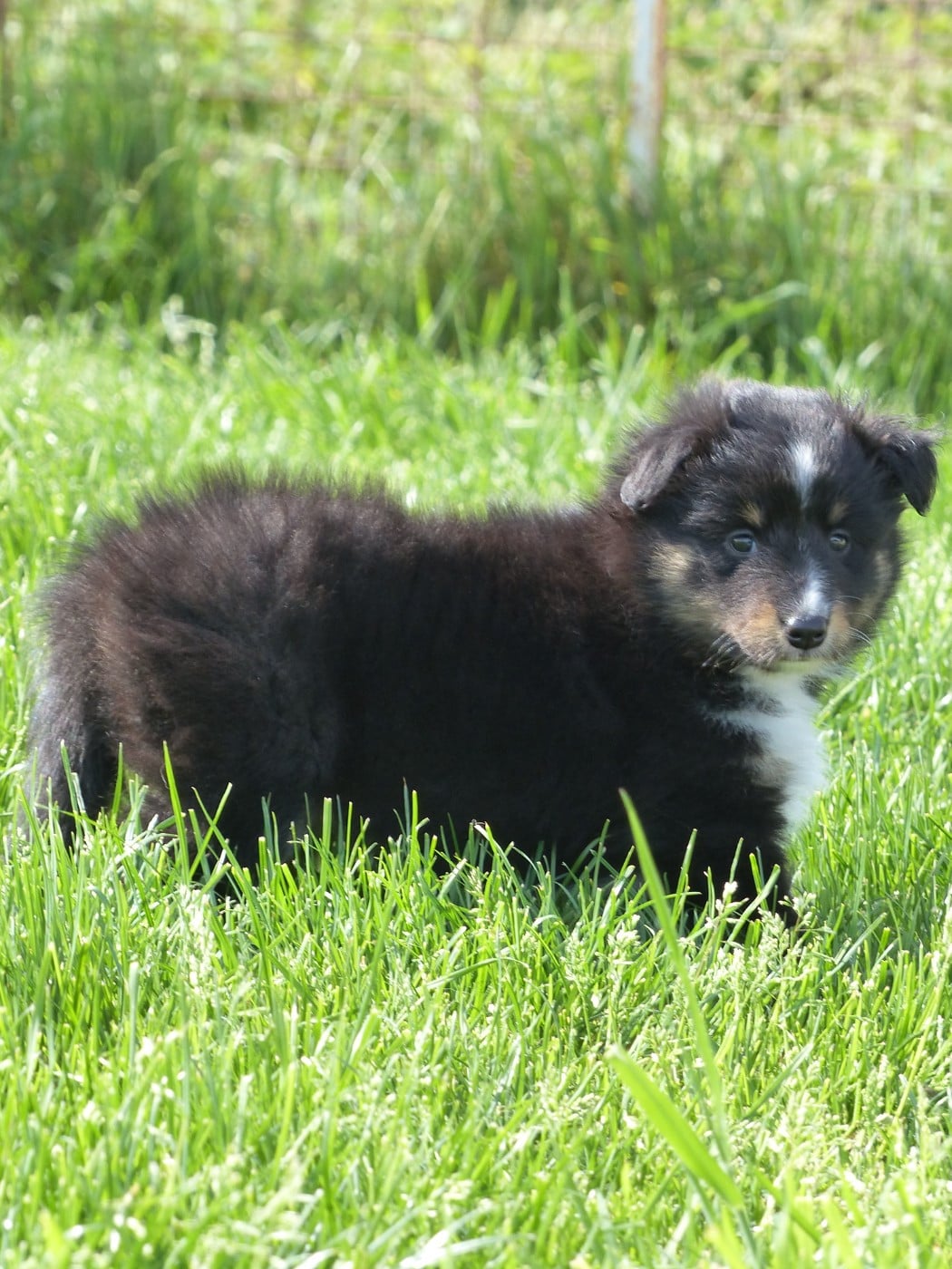 CHIOT 3