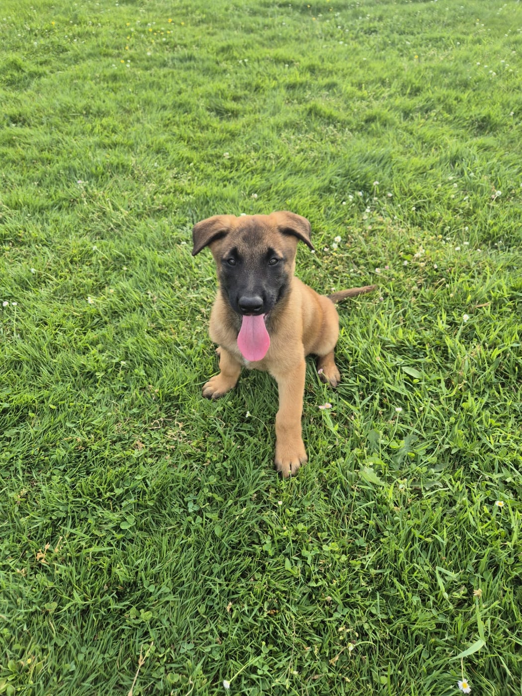 Chiot N°4 - Berger Belge