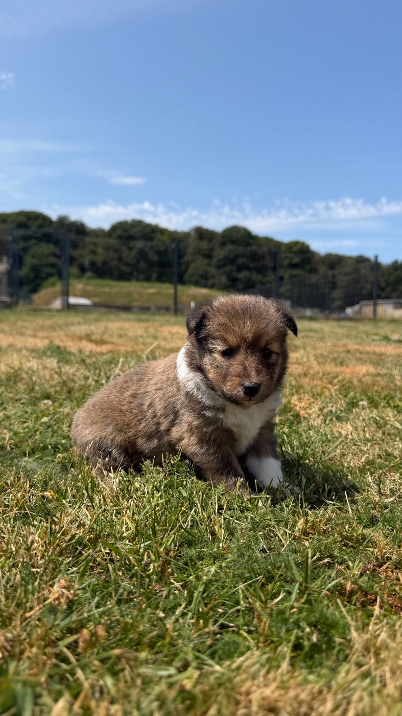 Shetland Sheepdog - du Banc des Hermelles