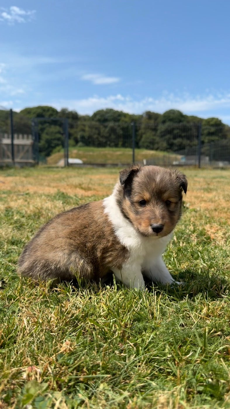 Shetland Sheepdog - du Banc des Hermelles