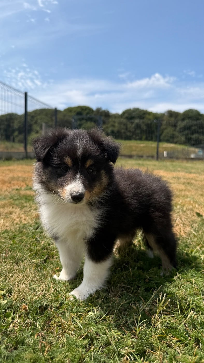 Shetland Sheepdog - du Banc des Hermelles