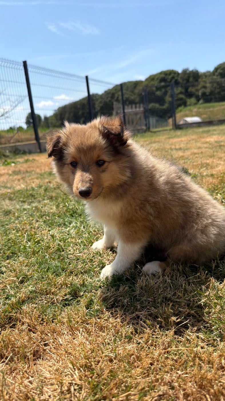 Shetland Sheepdog - du Banc des Hermelles