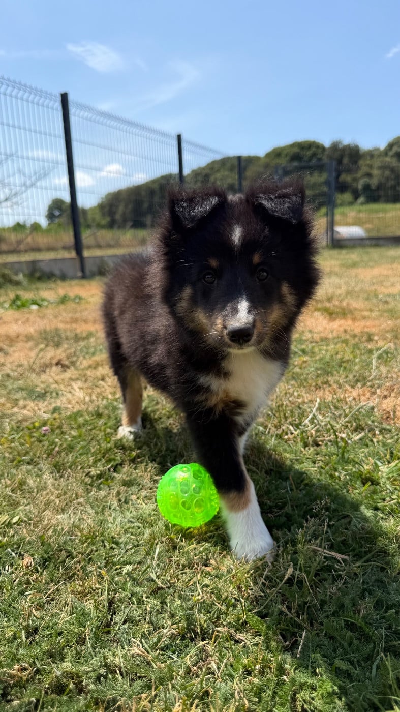 Shetland Sheepdog - du Banc des Hermelles