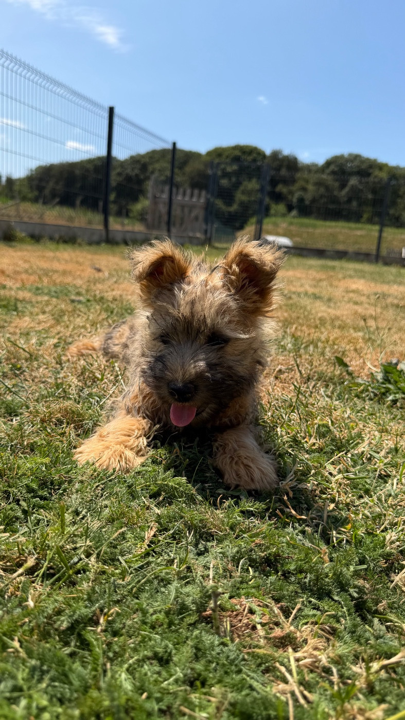 CHIOT 4