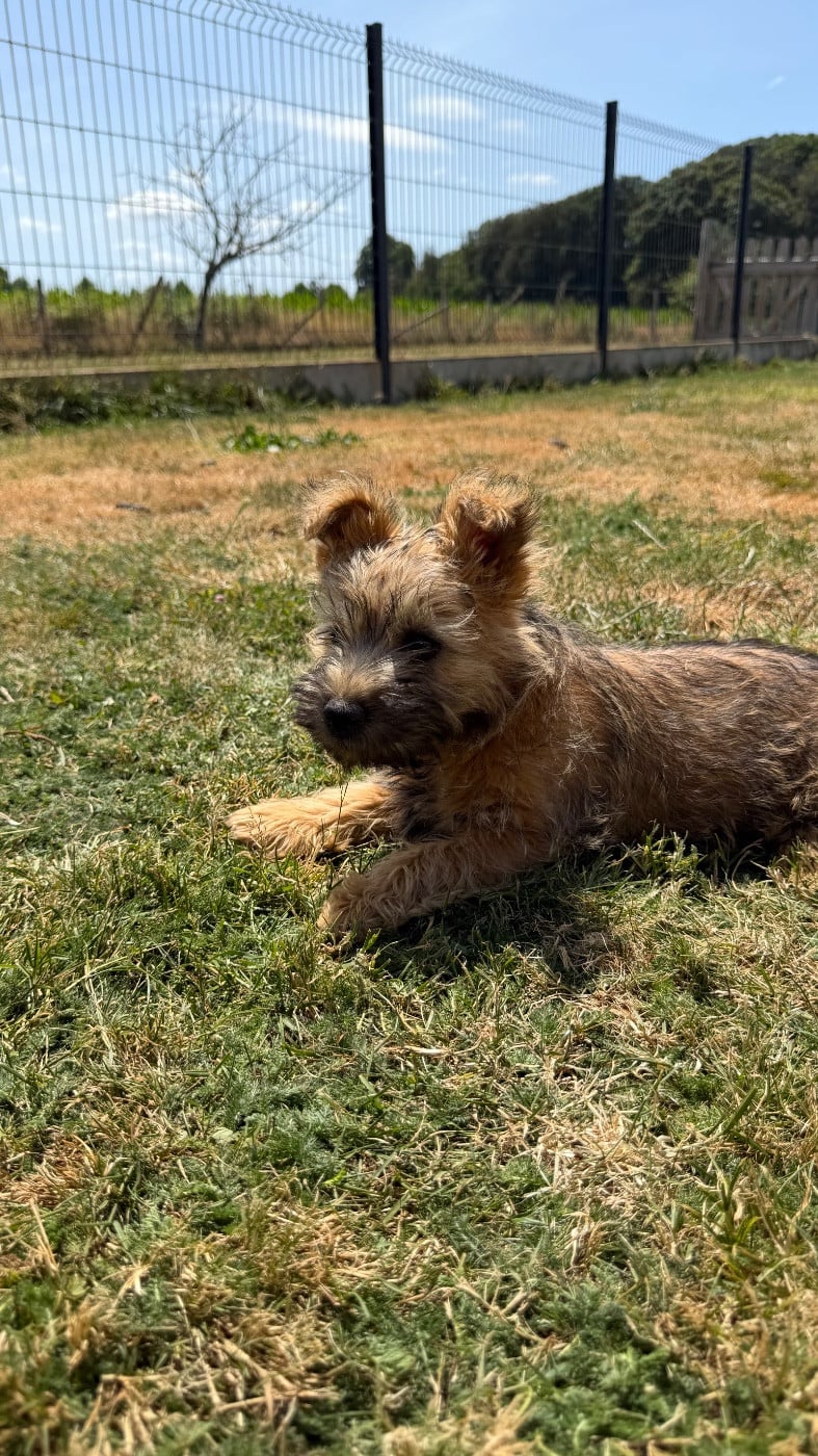 CHIOT 4