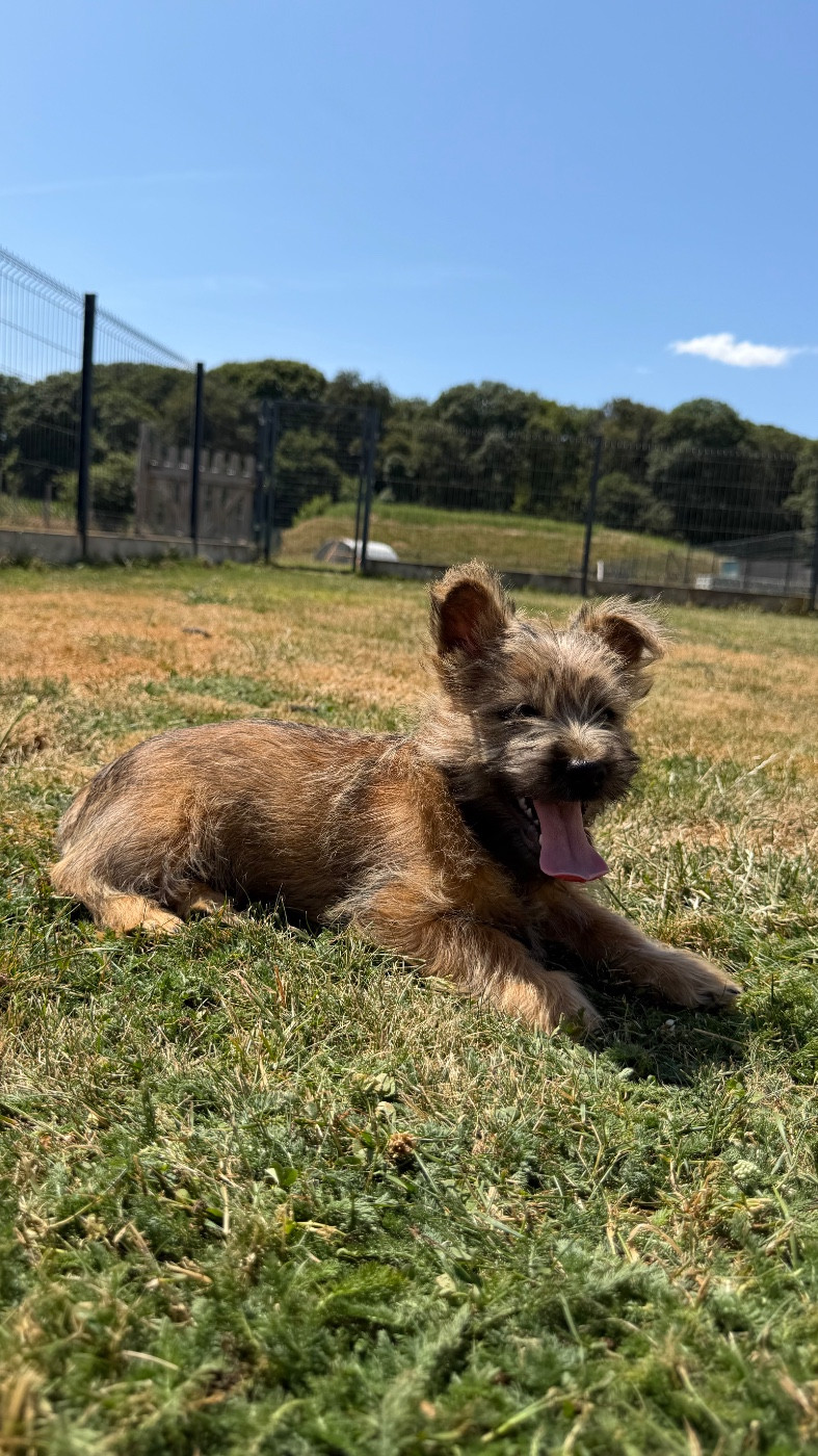 CHIOT 7