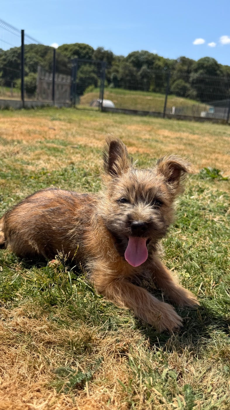CHIOT 7