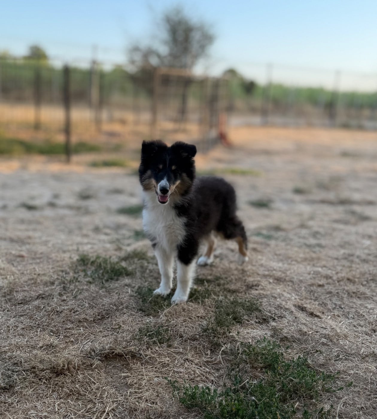 Shetland Sheepdog - du Banc des Hermelles