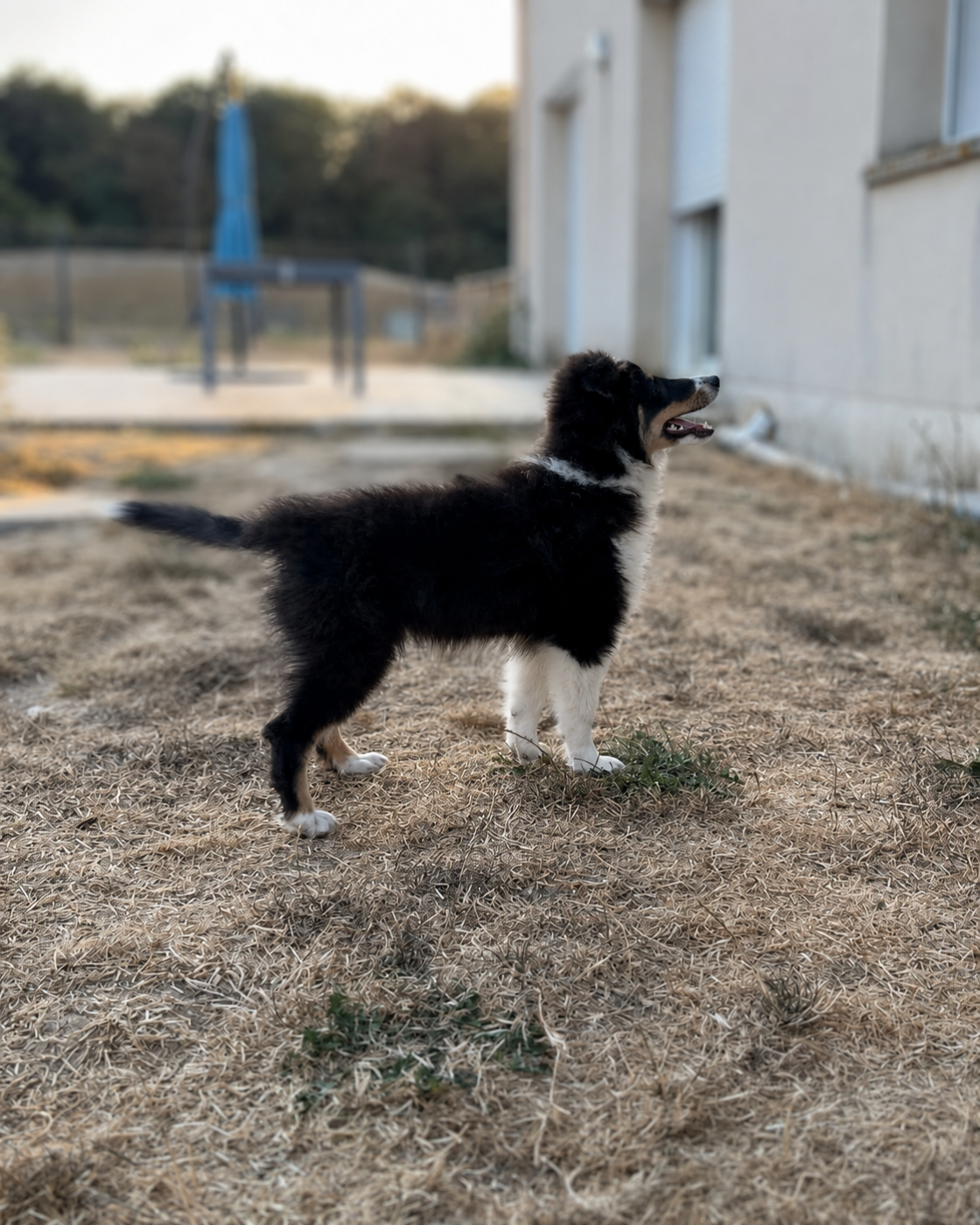 Chiot N°4