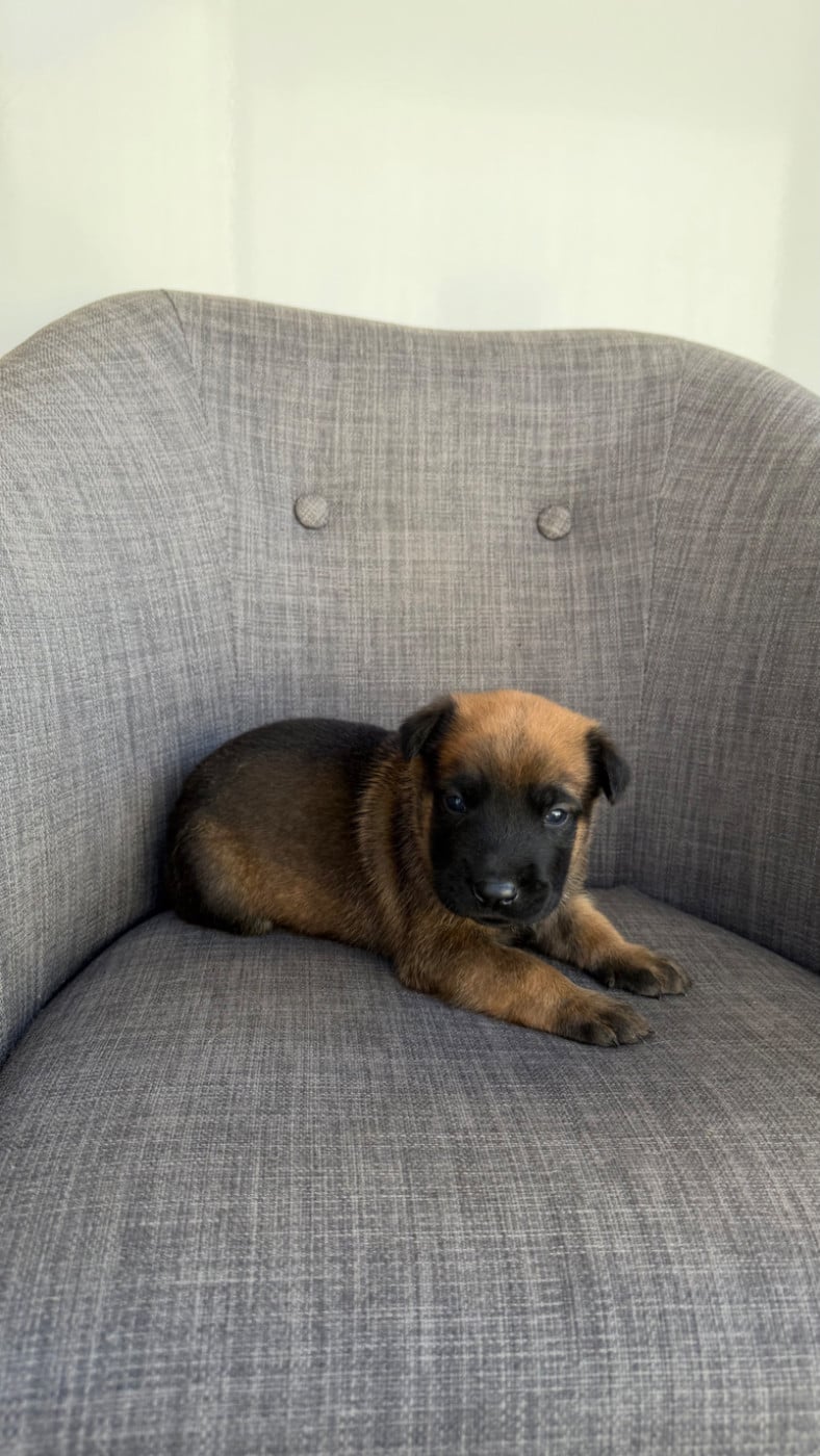 Chiot N°2 - Berger Belge