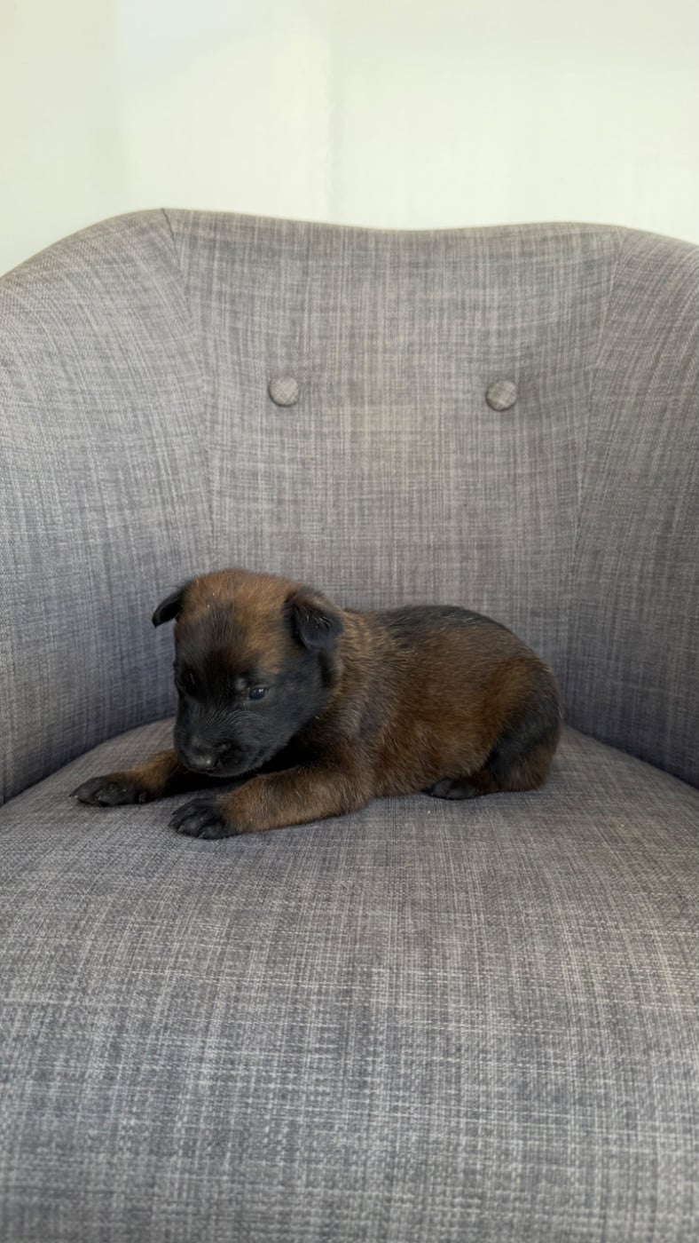 Chiot N°1
