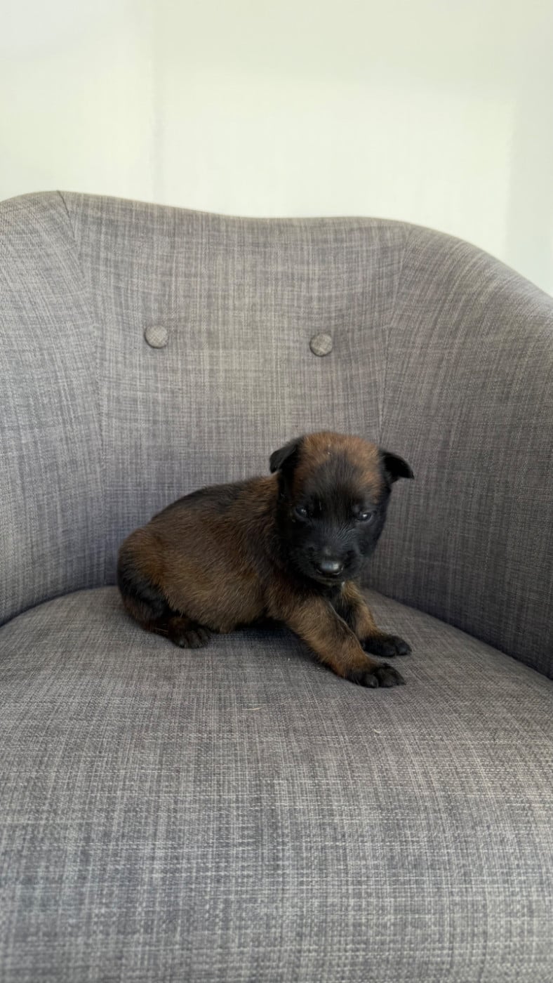 Chiot N°1
